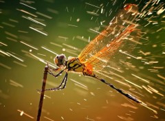  Animals libellule contre la pluie