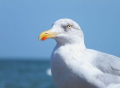  Animaux Mouettes 