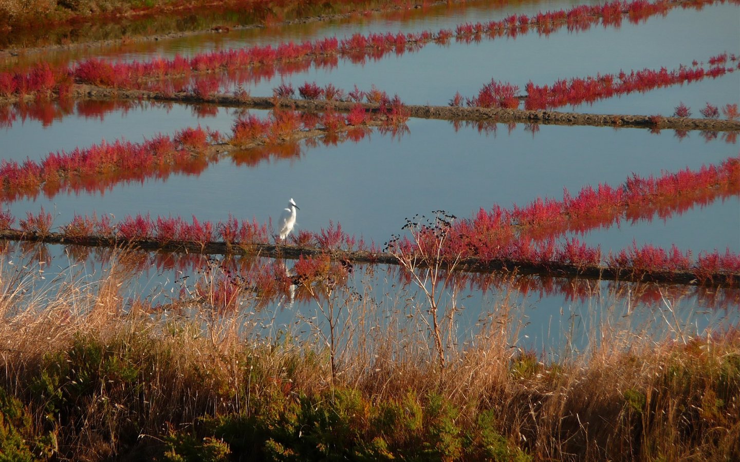 Wallpapers Nature Swamps 