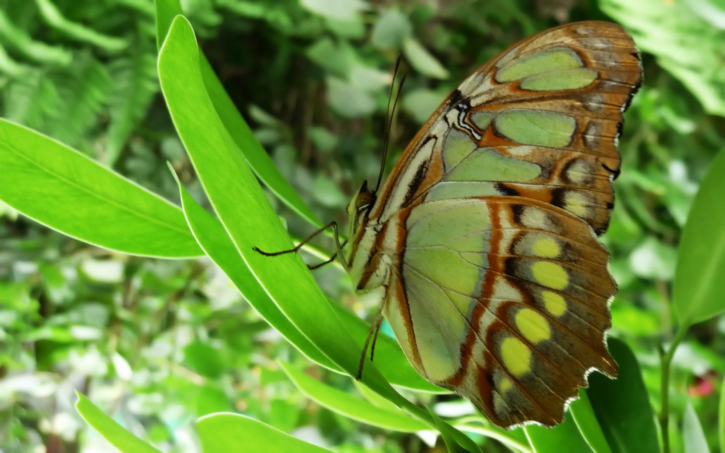 Fonds d'cran Animaux Insectes - Papillons 