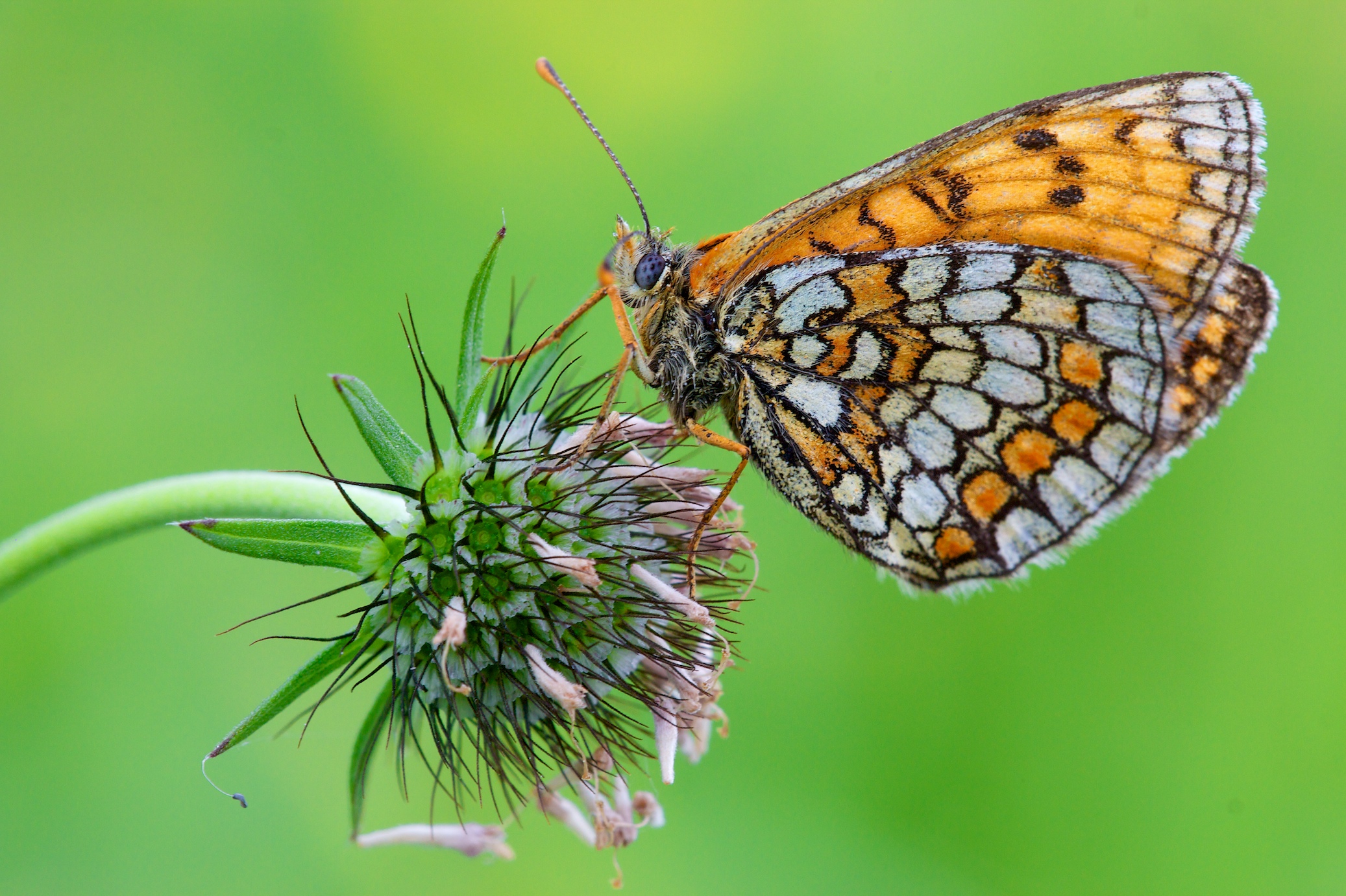 Wallpapers Animals Insects - Butterflies Scabieuse et Mlite