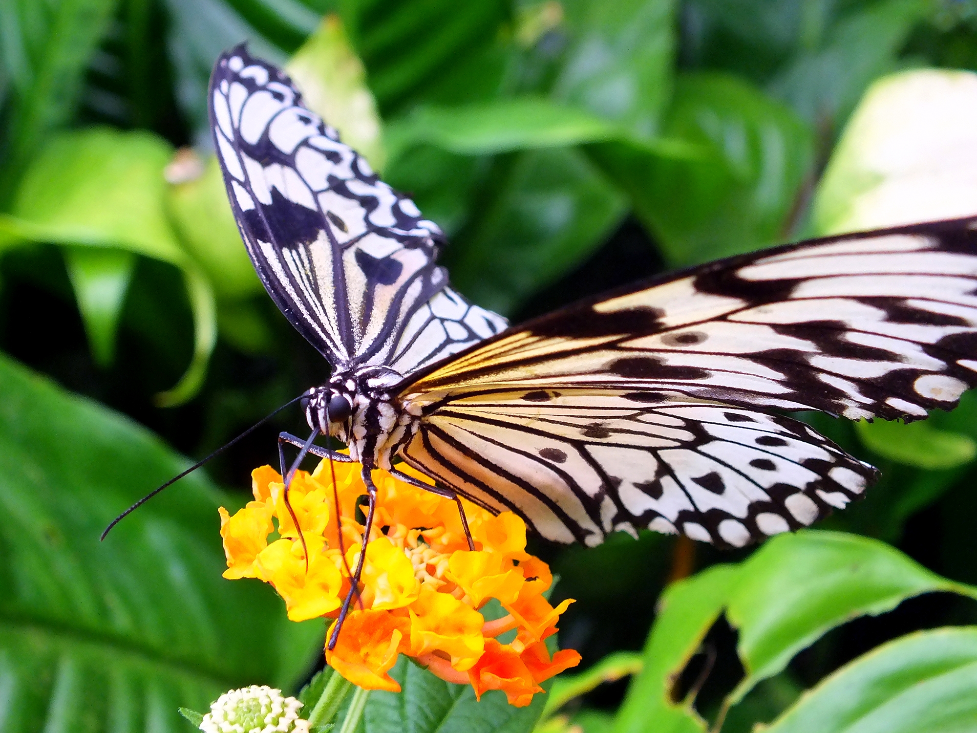 Fonds d'cran Animaux Insectes - Papillons Papillons 2