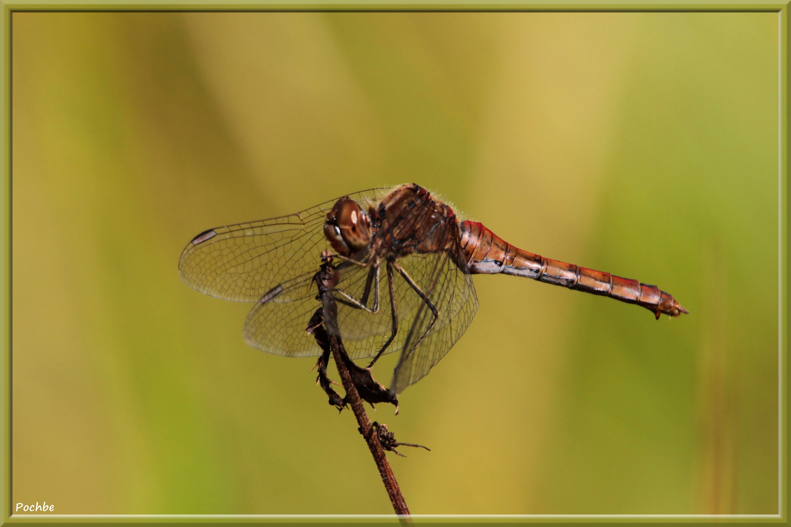 Wallpapers Animals Insects - Dragonflies 