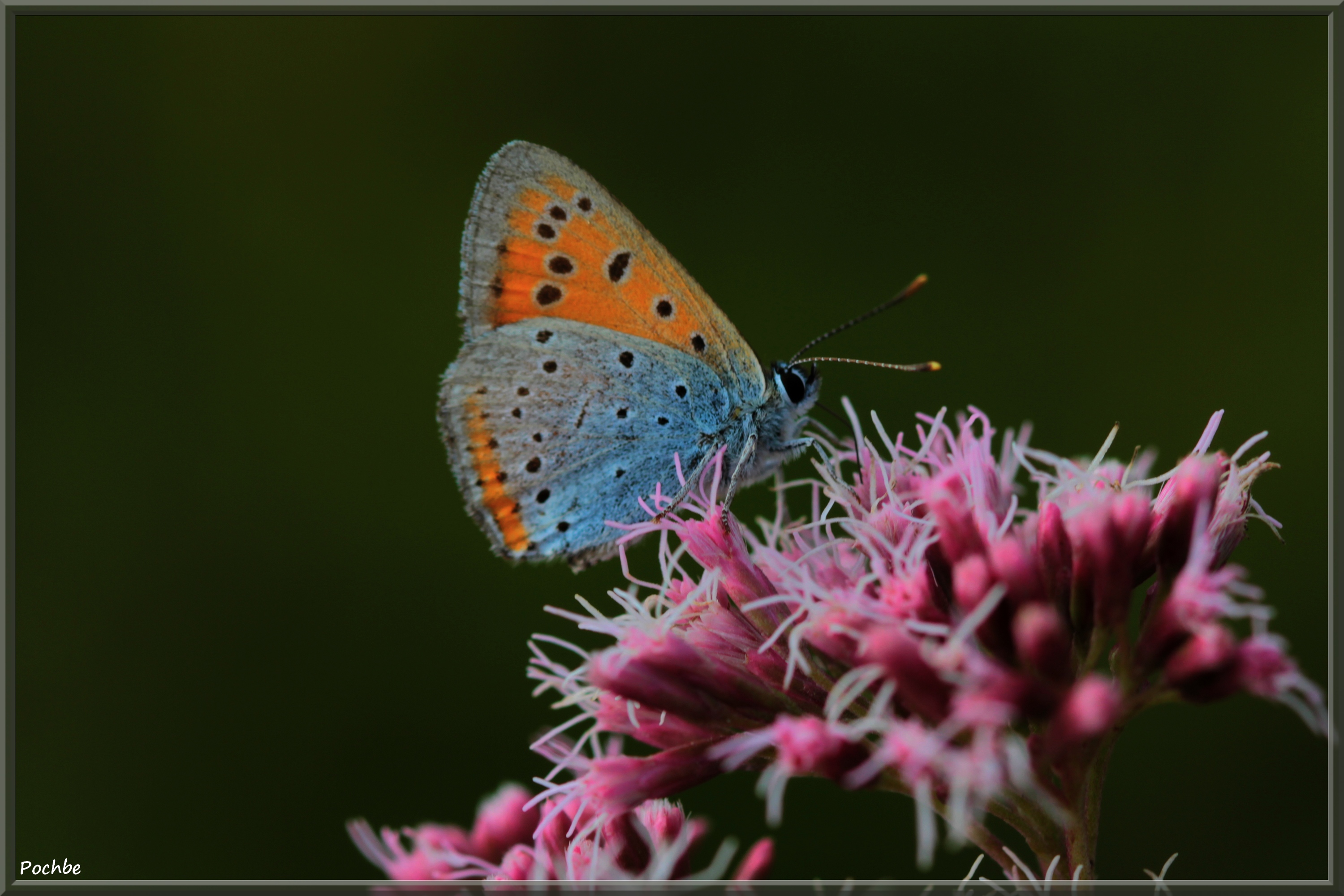 Fonds d'cran Animaux Insectes - Papillons 