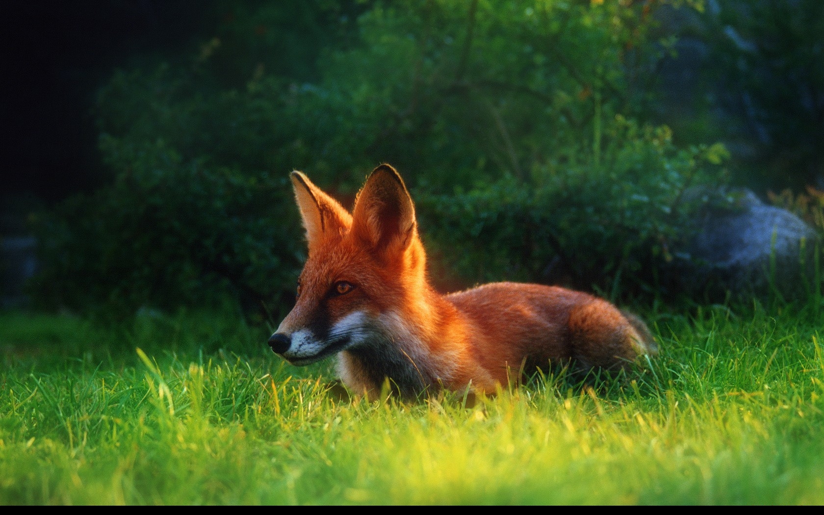 Wallpapers Animals Foxes 