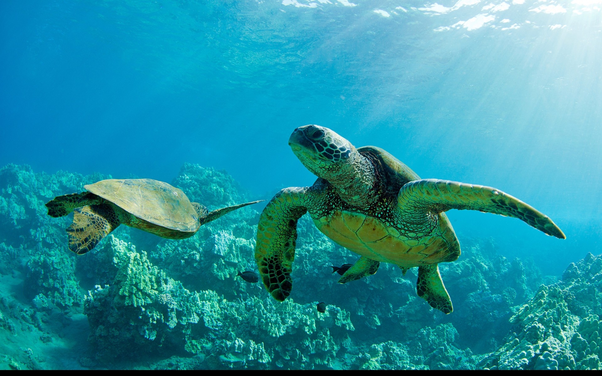 Wallpapers Animals Sealife - Sea turtles 