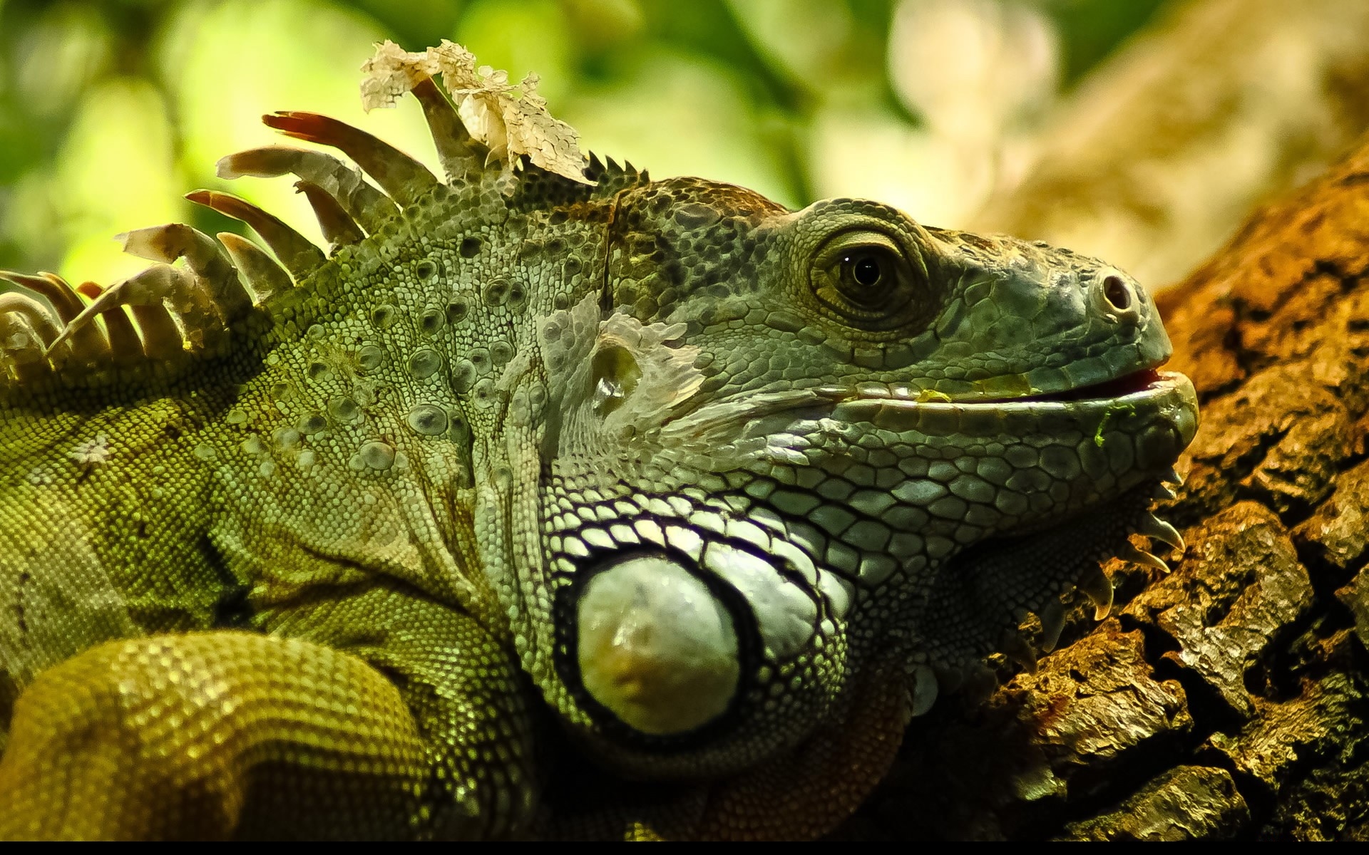 Fonds d'cran Animaux Iguanes 