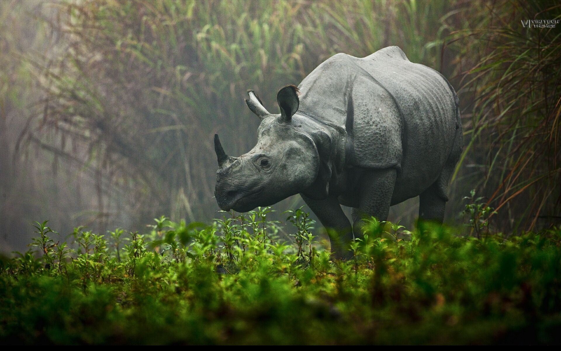 Wallpapers Animals Rhinoceros 