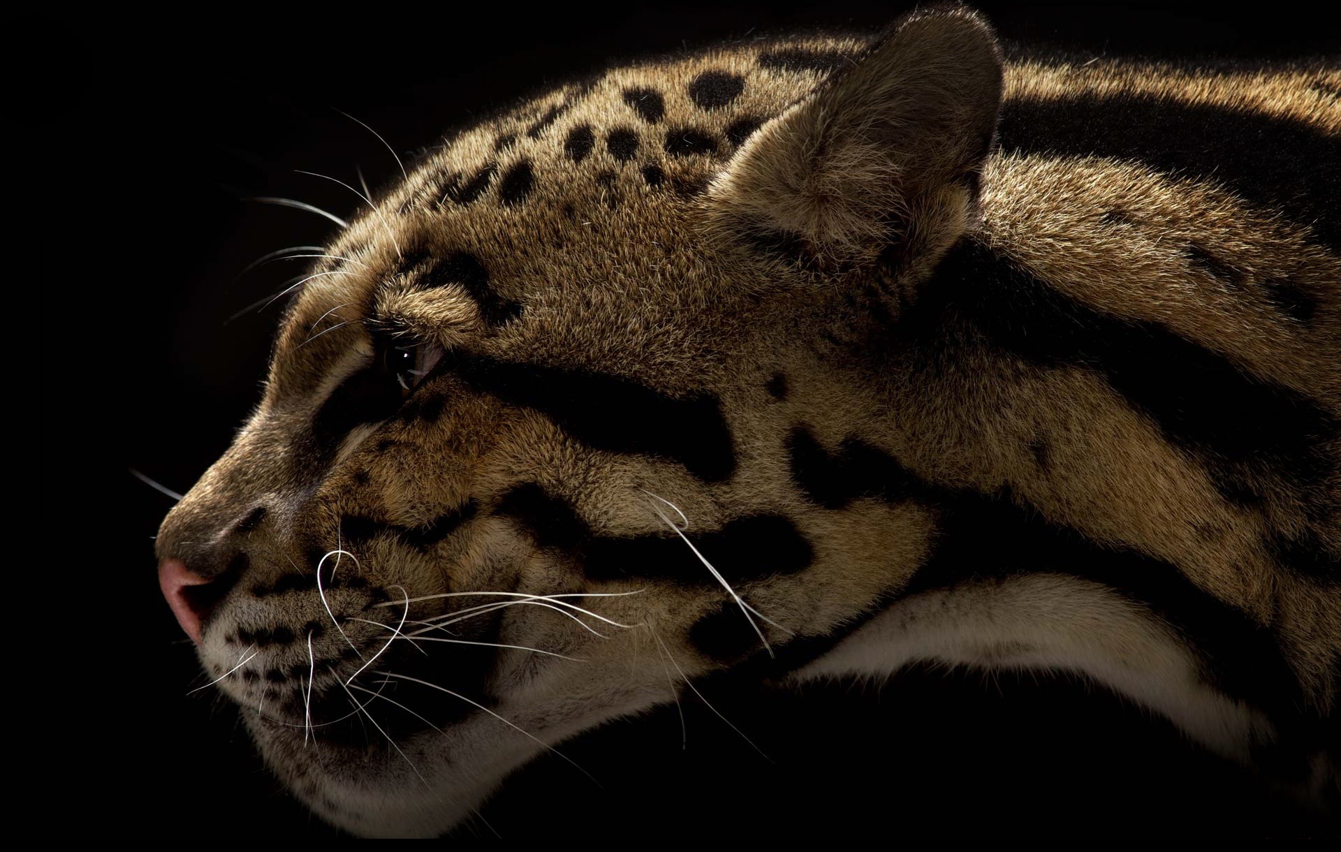 Wallpapers Animals Felines - Leopards 