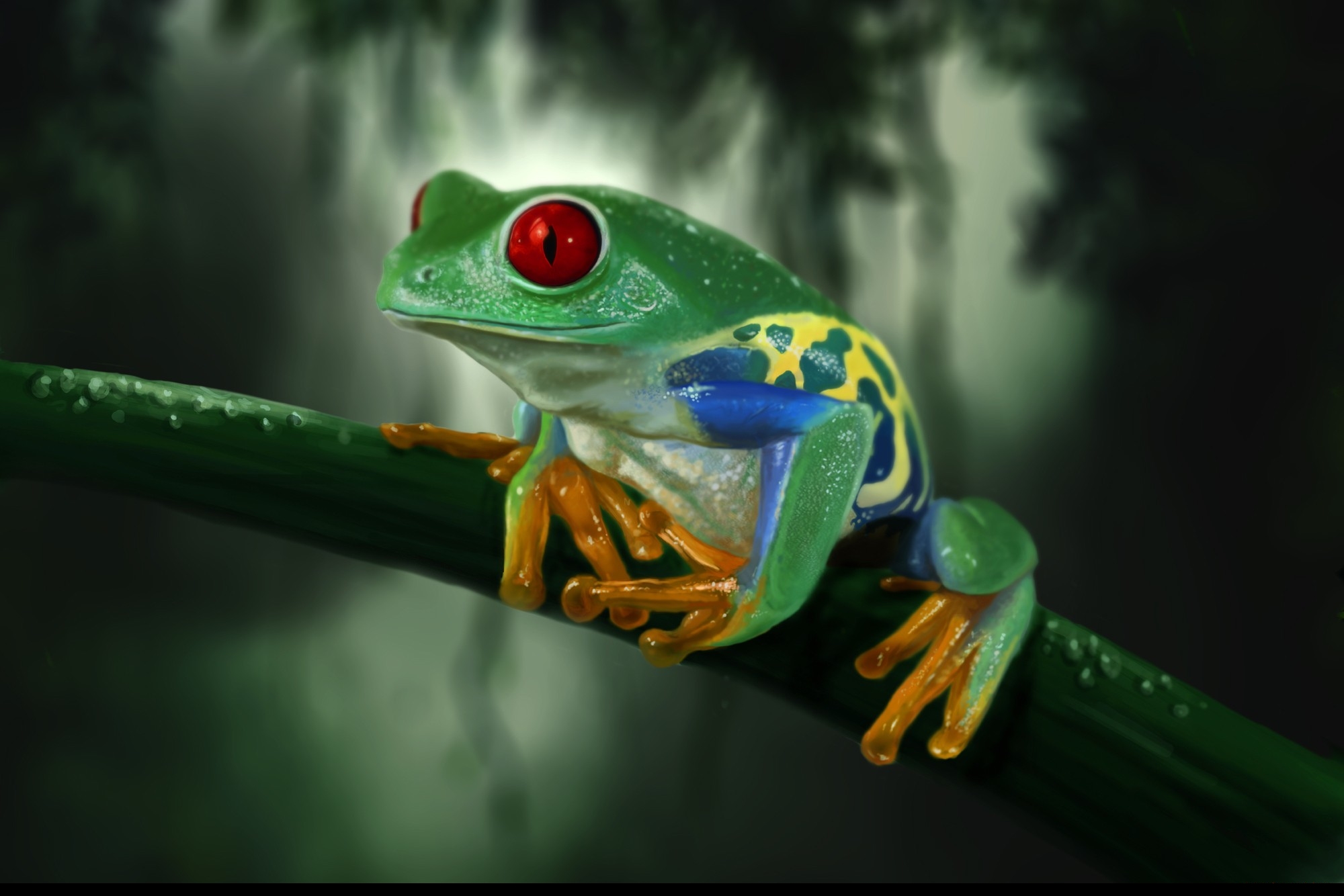 Wallpapers Animals Frogs - Toads 