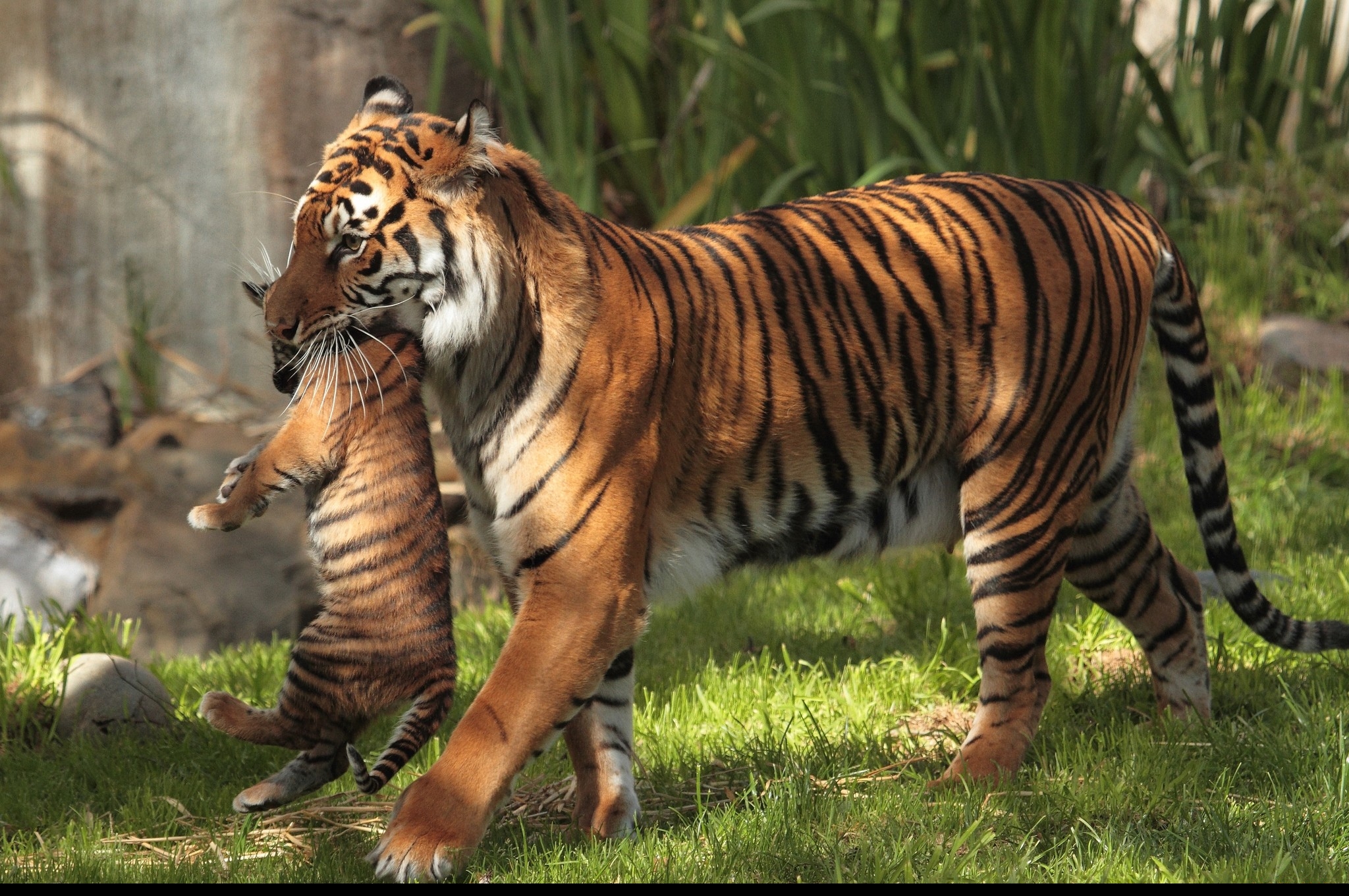 Fonds d'cran Animaux Flins - Tigres 