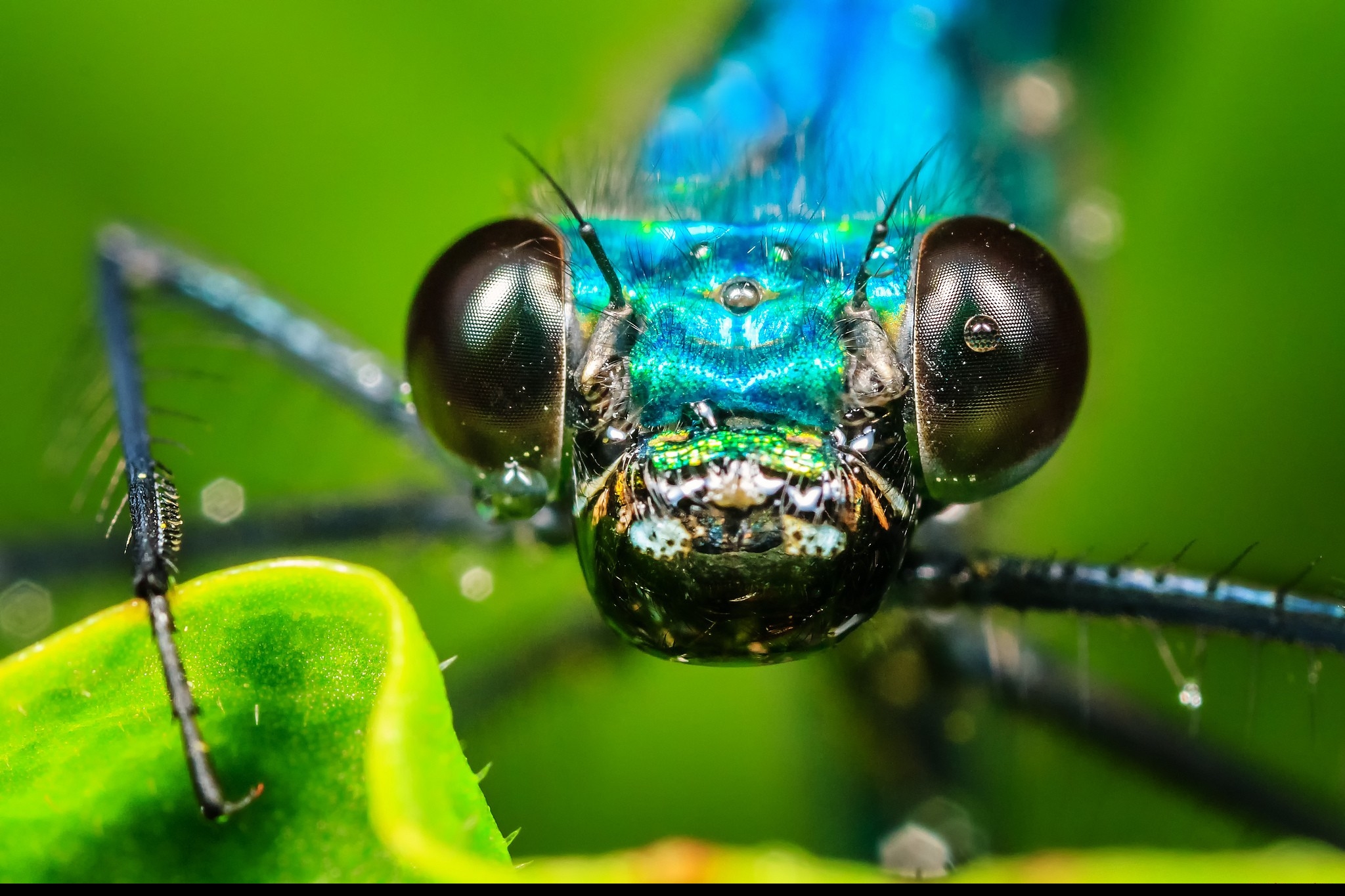 Fonds d'cran Animaux Insectes - Divers 