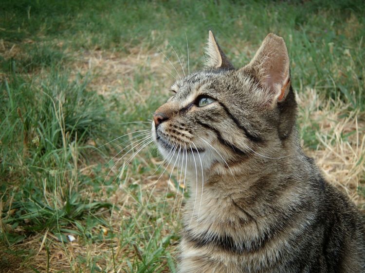 Fonds d'cran Animaux Chats - Chatons Chat de Goutire