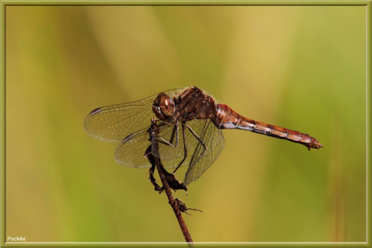 Wallpapers Animals Insects - Dragonflies Wallpaper N358146