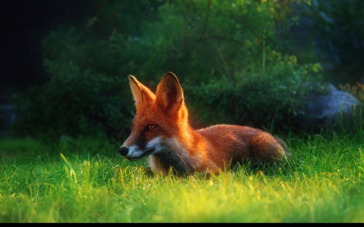 Wallpapers Animals Foxes Wallpaper N358093