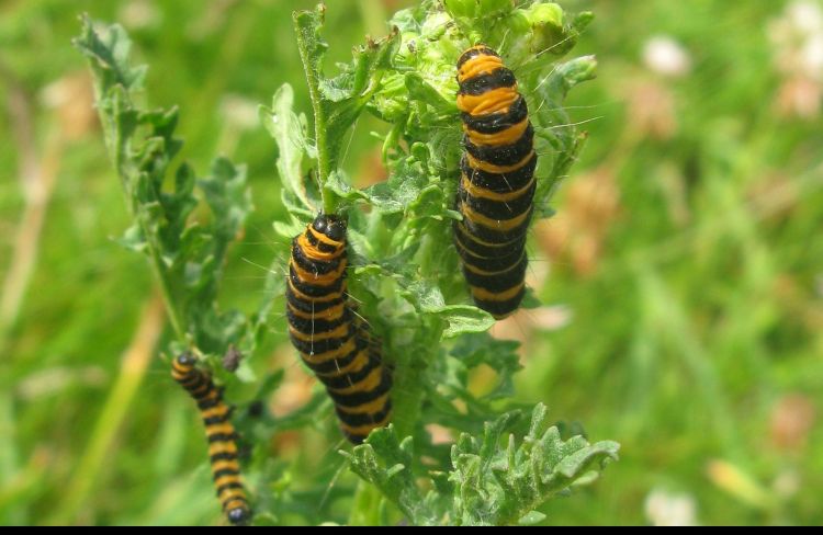 Wallpapers Animals Insects - Caterpillars Wallpaper N358092