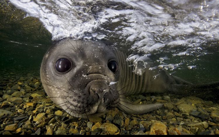 Fonds d'cran Animaux Vie marine - Phoques Wallpaper N358055