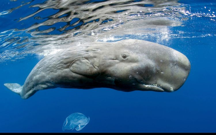 Fonds d'cran Animaux Vie marine - Baleines et Cachalots Wallpaper N358056