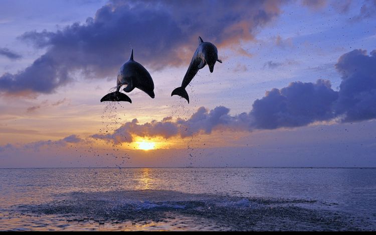 Wallpapers Animals Sealife - Dolphins Wallpaper N358058