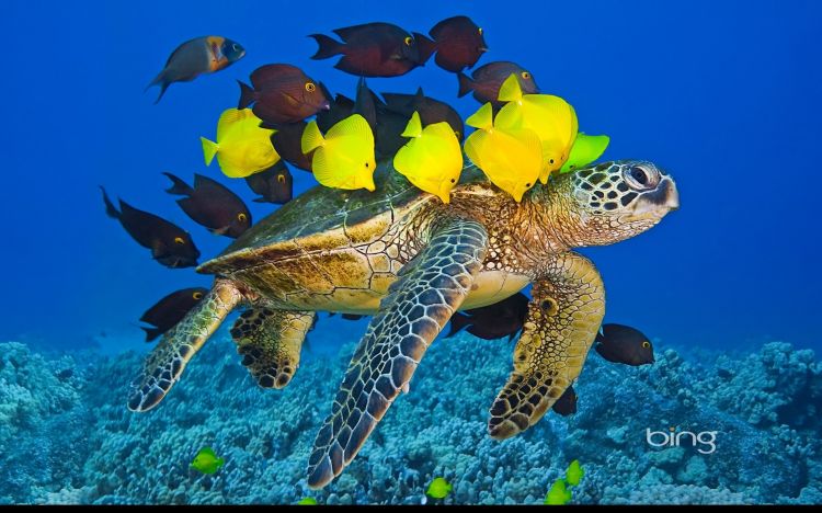 Fonds d'cran Animaux Vie marine - Tortues de mer Wallpaper N358059