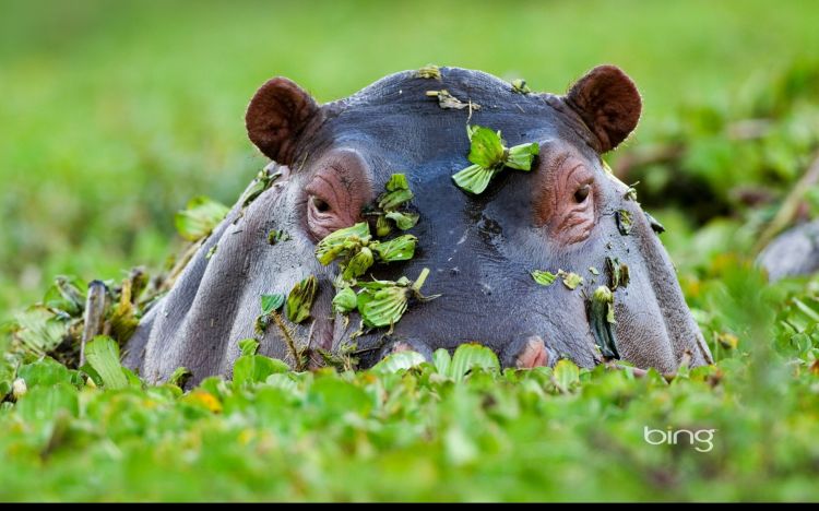 Fonds d'cran Animaux Hippopotames Wallpaper N358066