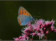  Animaux Image sans titre N358147