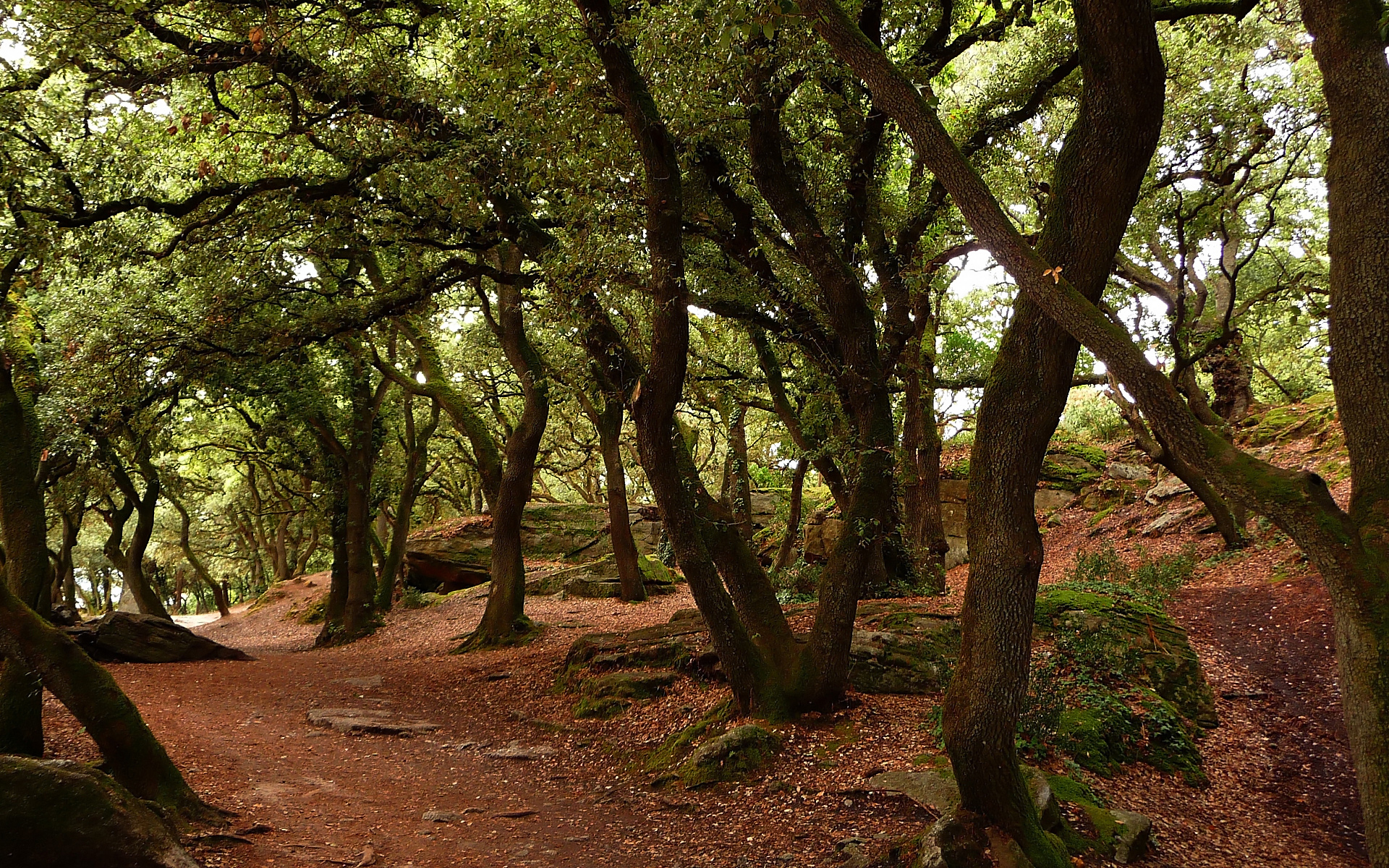 Wallpapers Nature Trees - Forests 