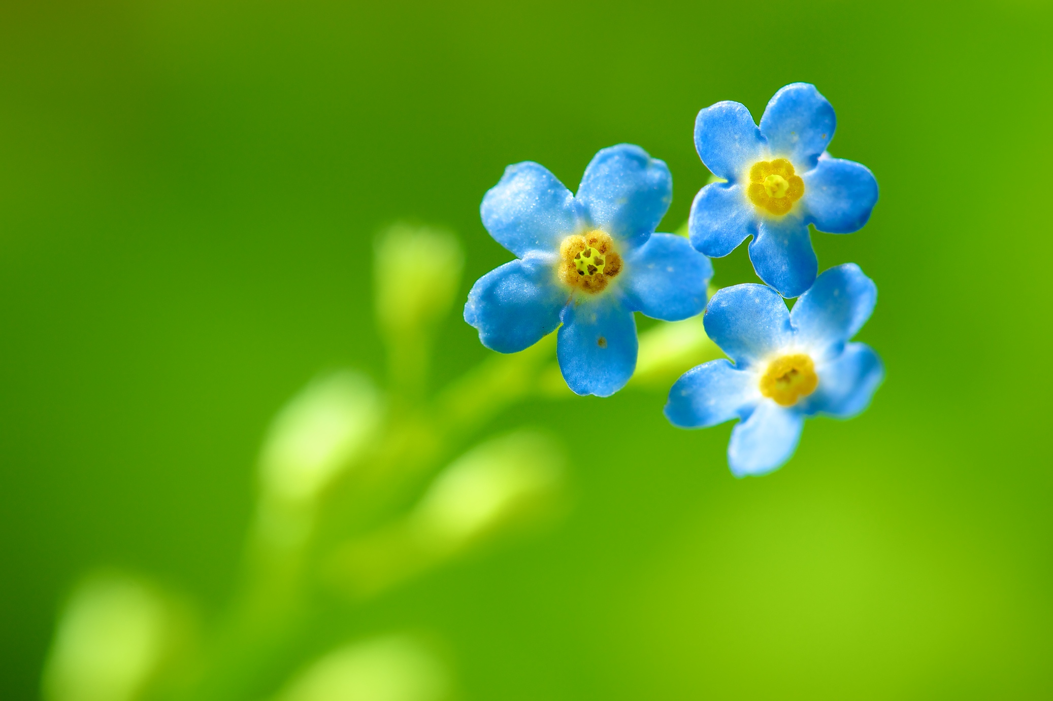 Fonds d'cran Nature Fleurs 