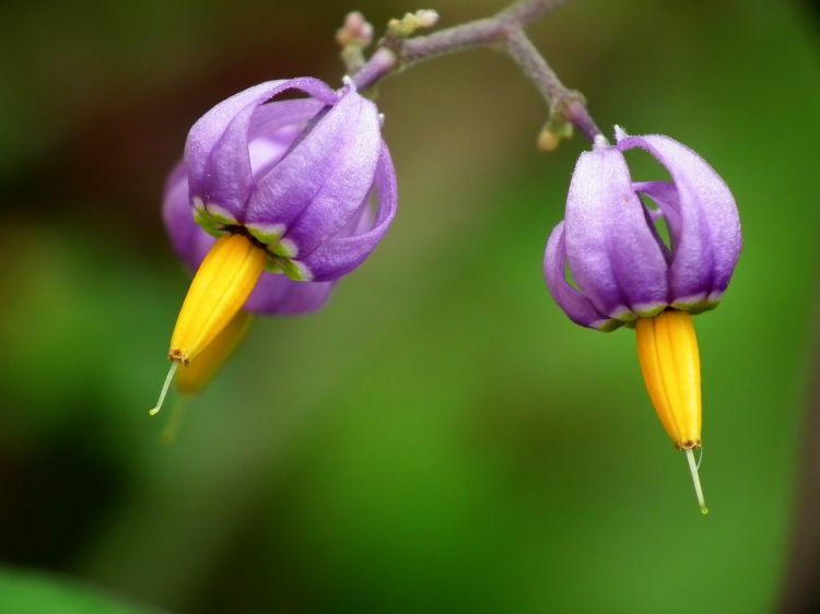 Wallpapers Nature Flowers Petites fleurs