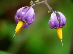  Nature Petites fleurs