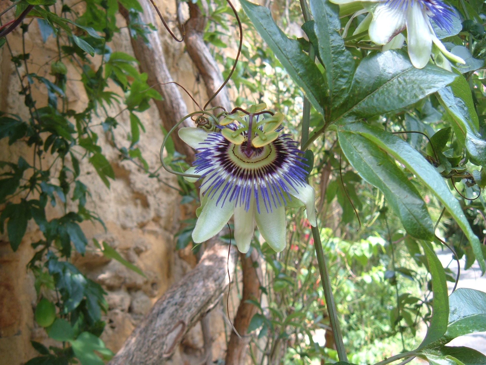 Fonds d'cran Nature Fleurs "Passiflore"