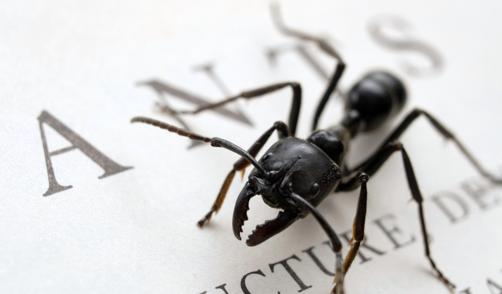 Wallpapers Animals Insects - Ants la decouverte de soi