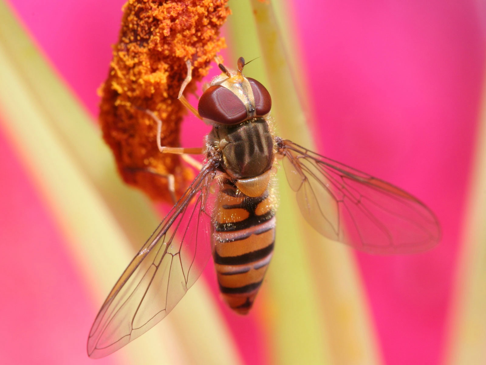 Wallpapers Animals Insects - Bees, Wasps 