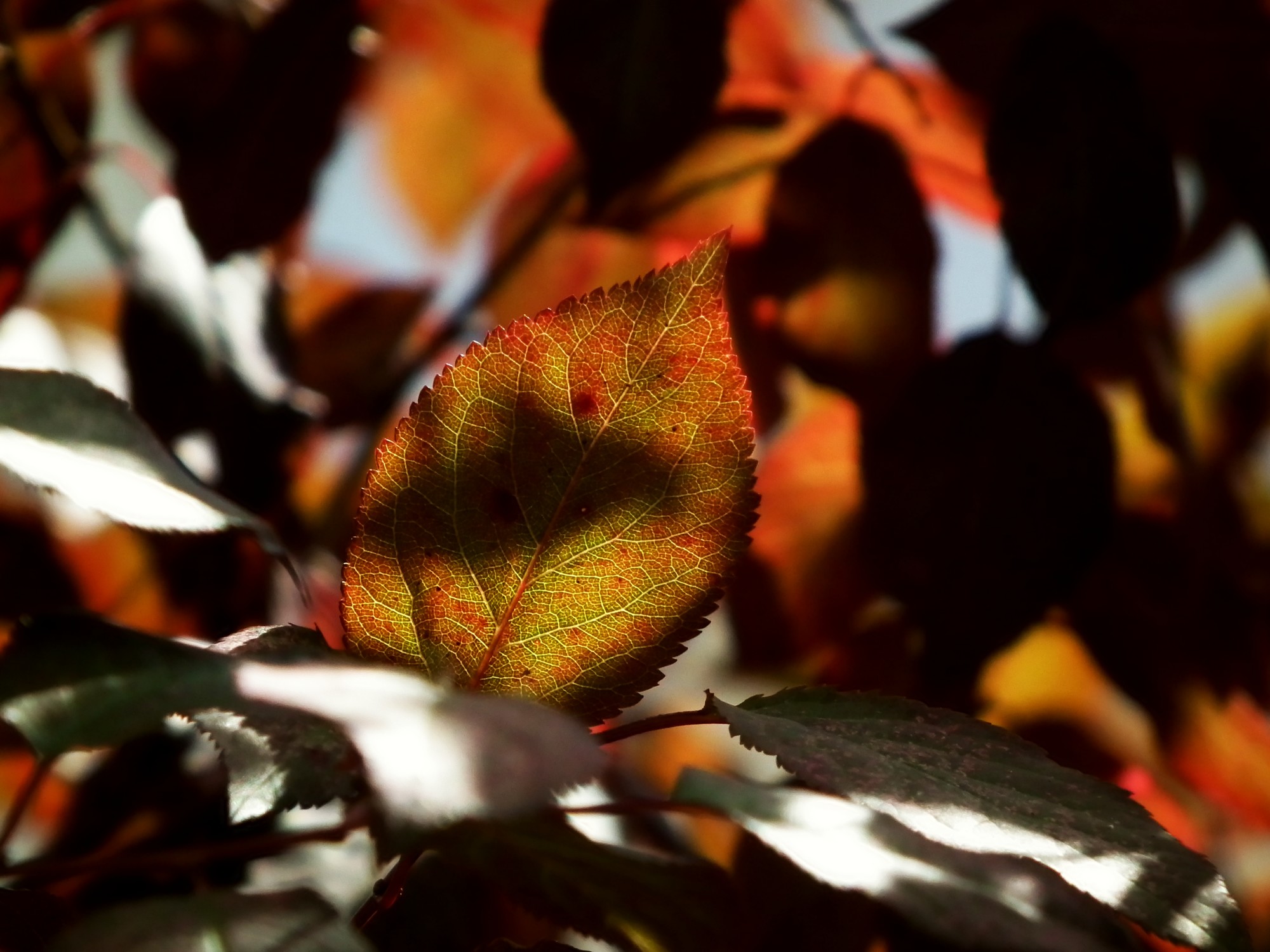 Fonds d'cran Nature Feuilles - Feuillages Automme