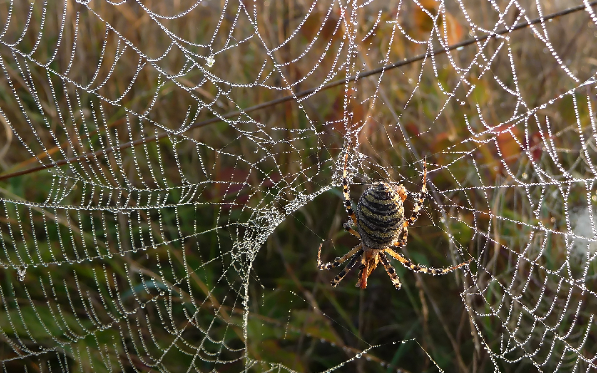 Fonds d'cran Animaux Araignes 