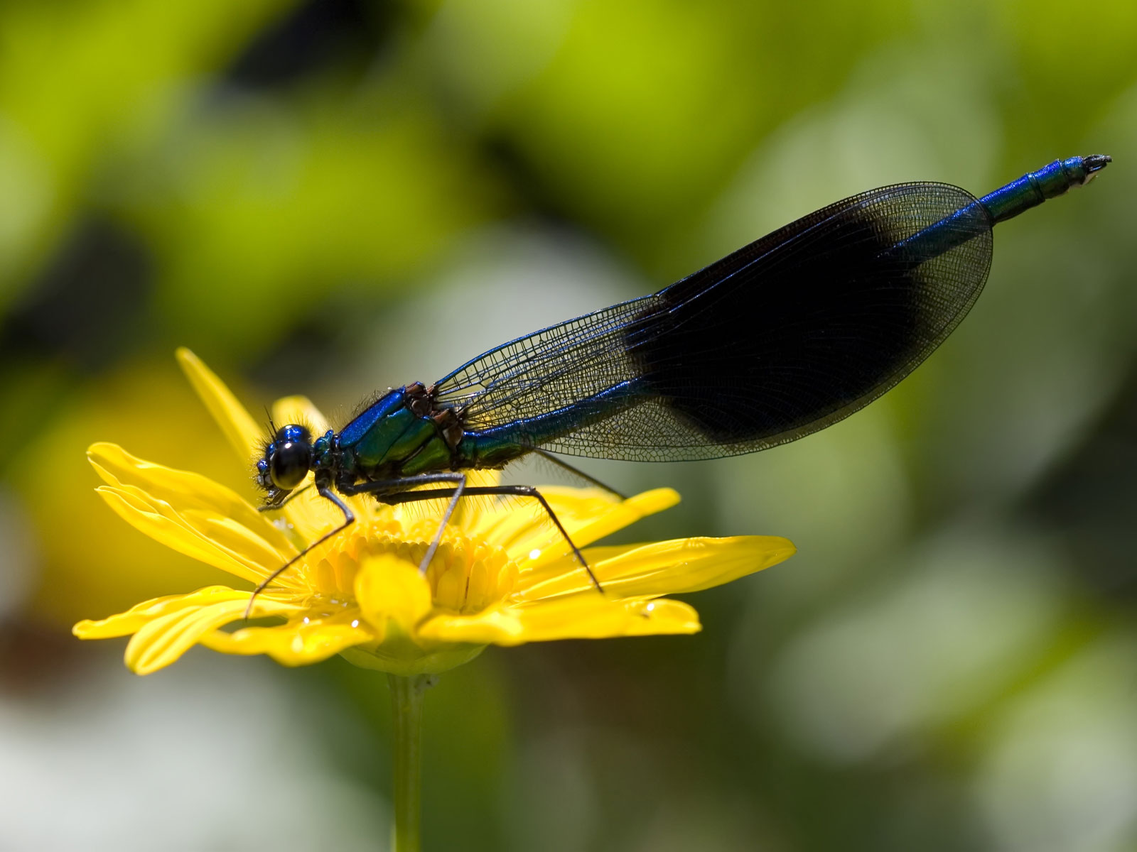 Wallpapers Animals Insects - Dragonflies 