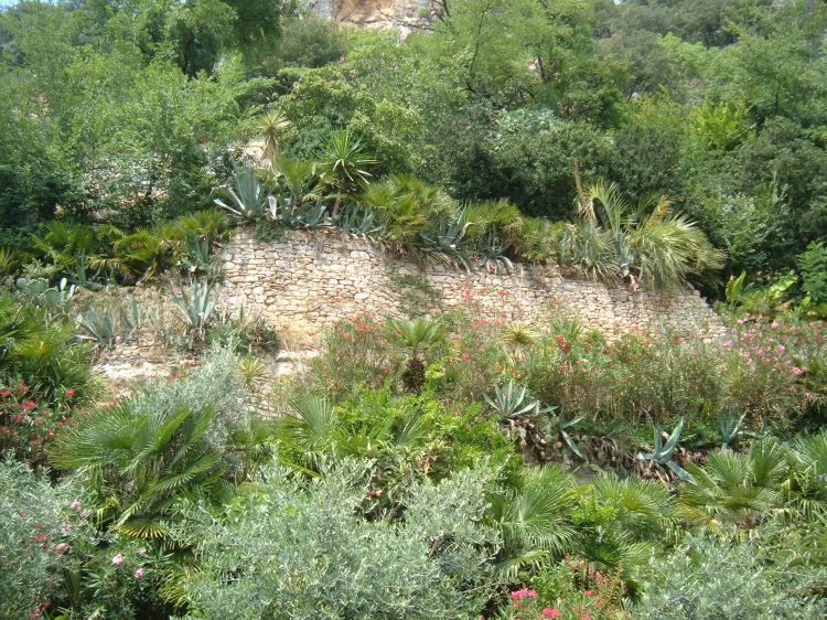 Fonds d'cran Nature Plantes - Arbustes "Végétation  Sauvage dordognaise"