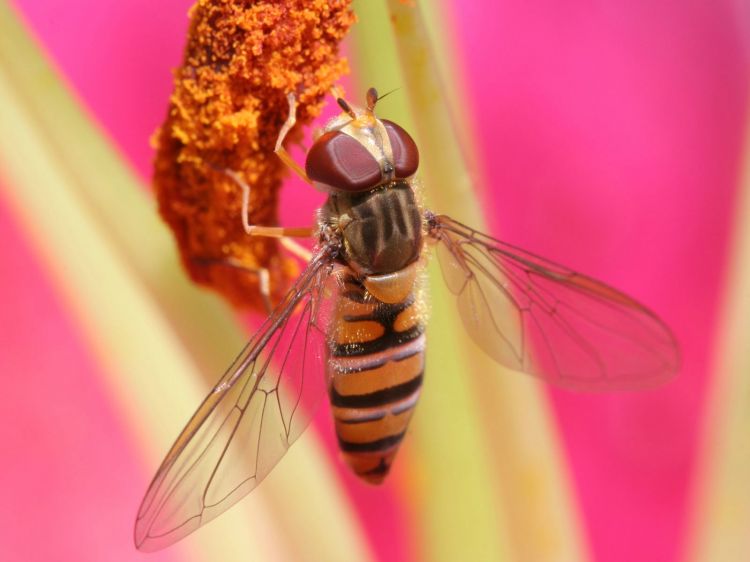 Wallpapers Animals Insects - Bees, Wasps Wallpaper N358307