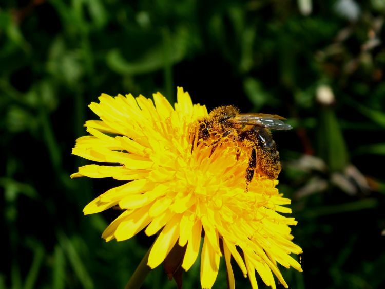 Fonds d'cran Animaux Insectes - Abeilles Gupes ... Abeille