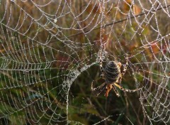  Animaux Image sans titre N358348