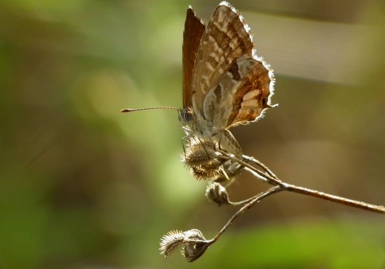 Fonds d'cran Animaux Insectes - Papillons Brun des pelargoniums