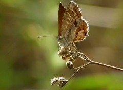  Animaux Brun des pelargoniums