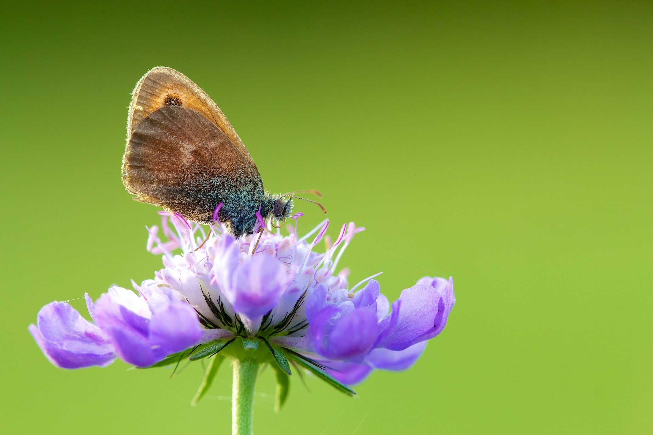 Fonds d'cran Animaux Insectes - Papillons Repos