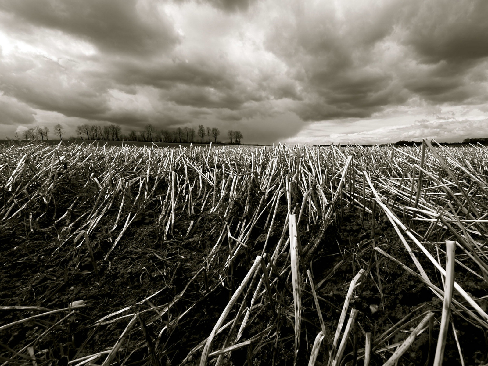 Fonds d'cran Nature Champs - Prairies 