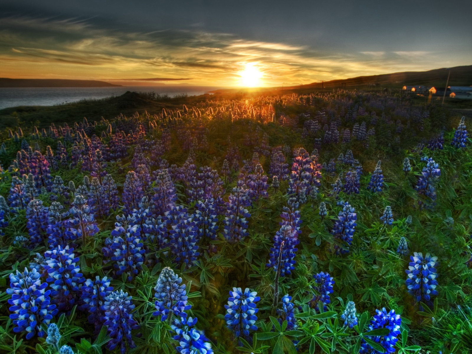 Fonds d'cran Nature Champs - Prairies 