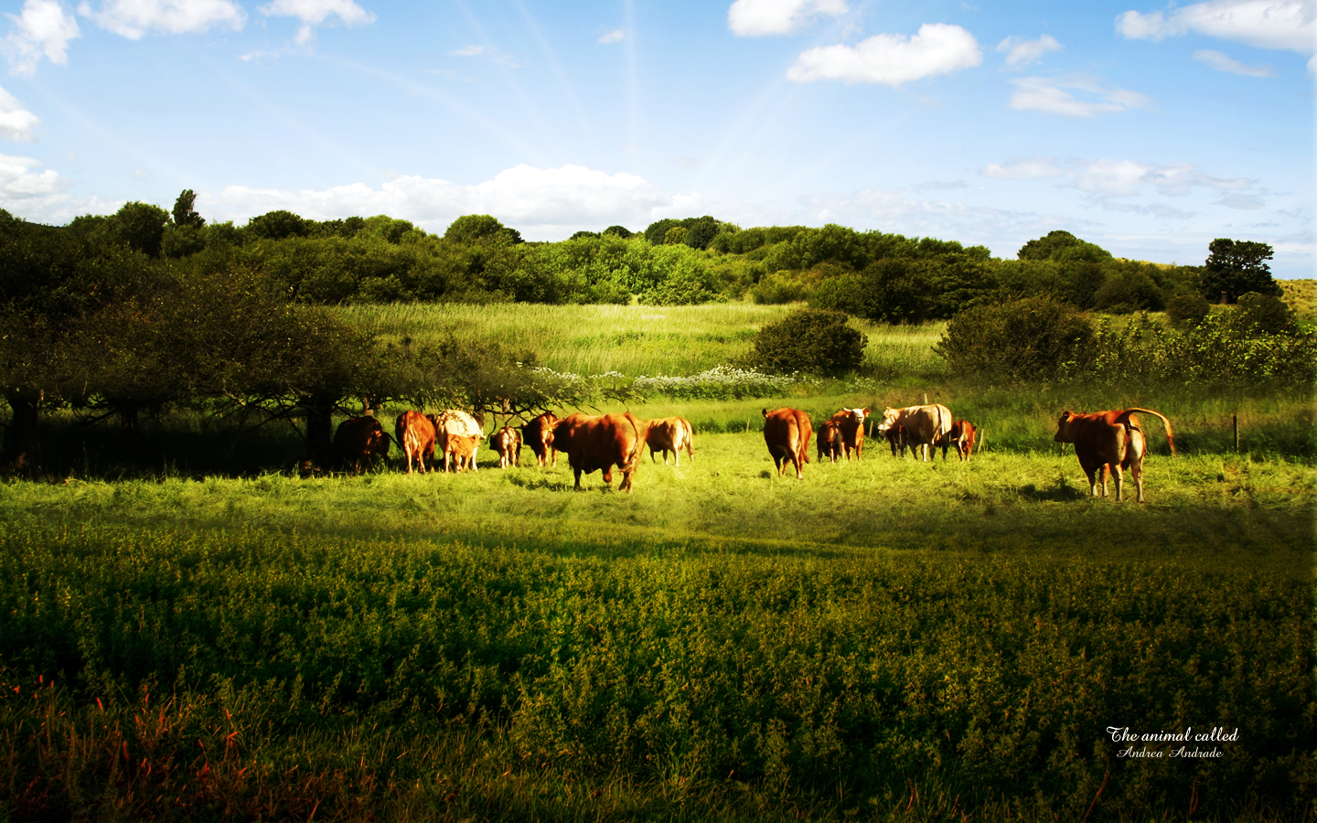 Fonds d'cran Nature Champs - Prairies 