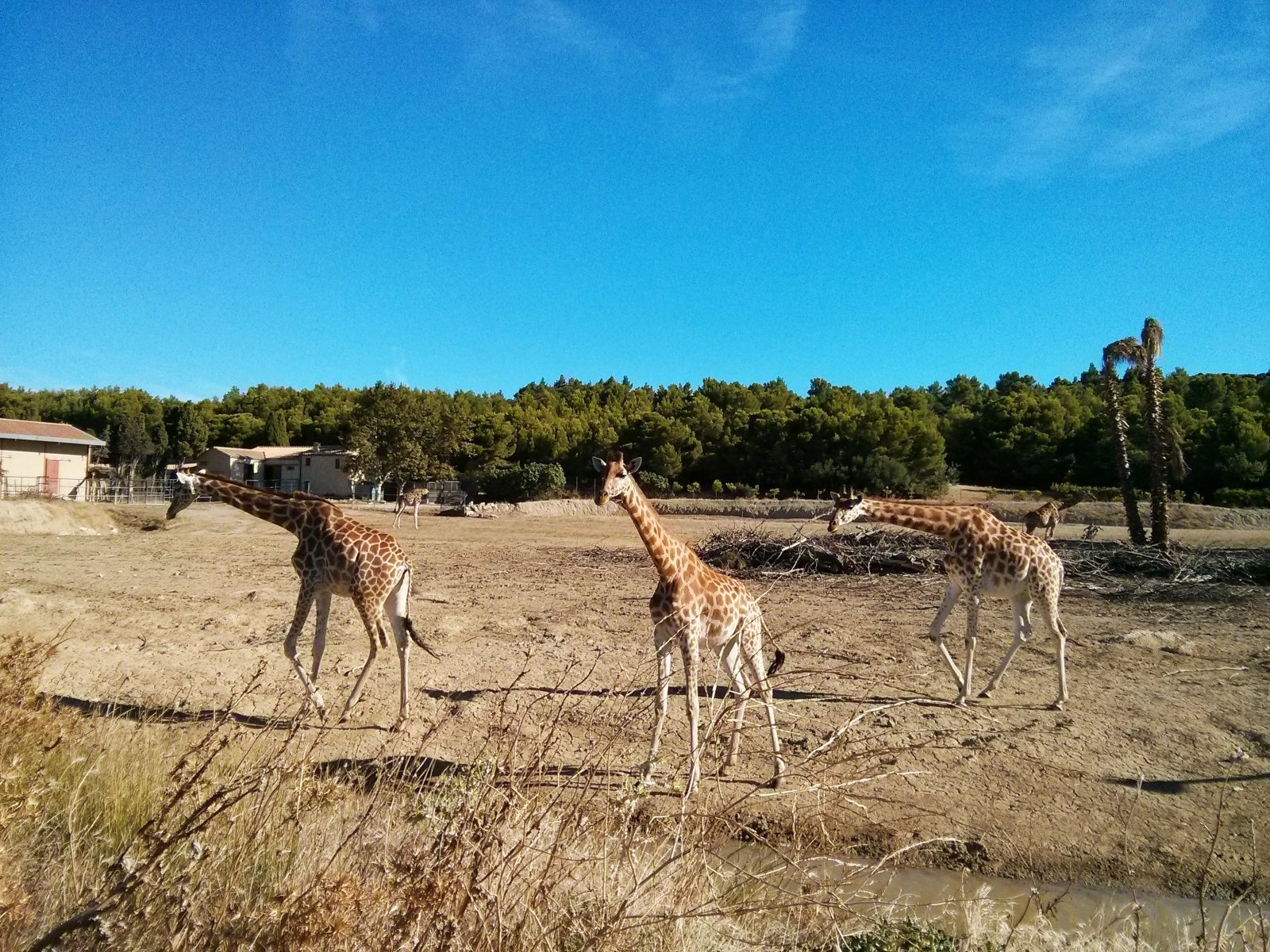 Fonds d'cran Animaux Girafes Girafes au Zoo de Sigean