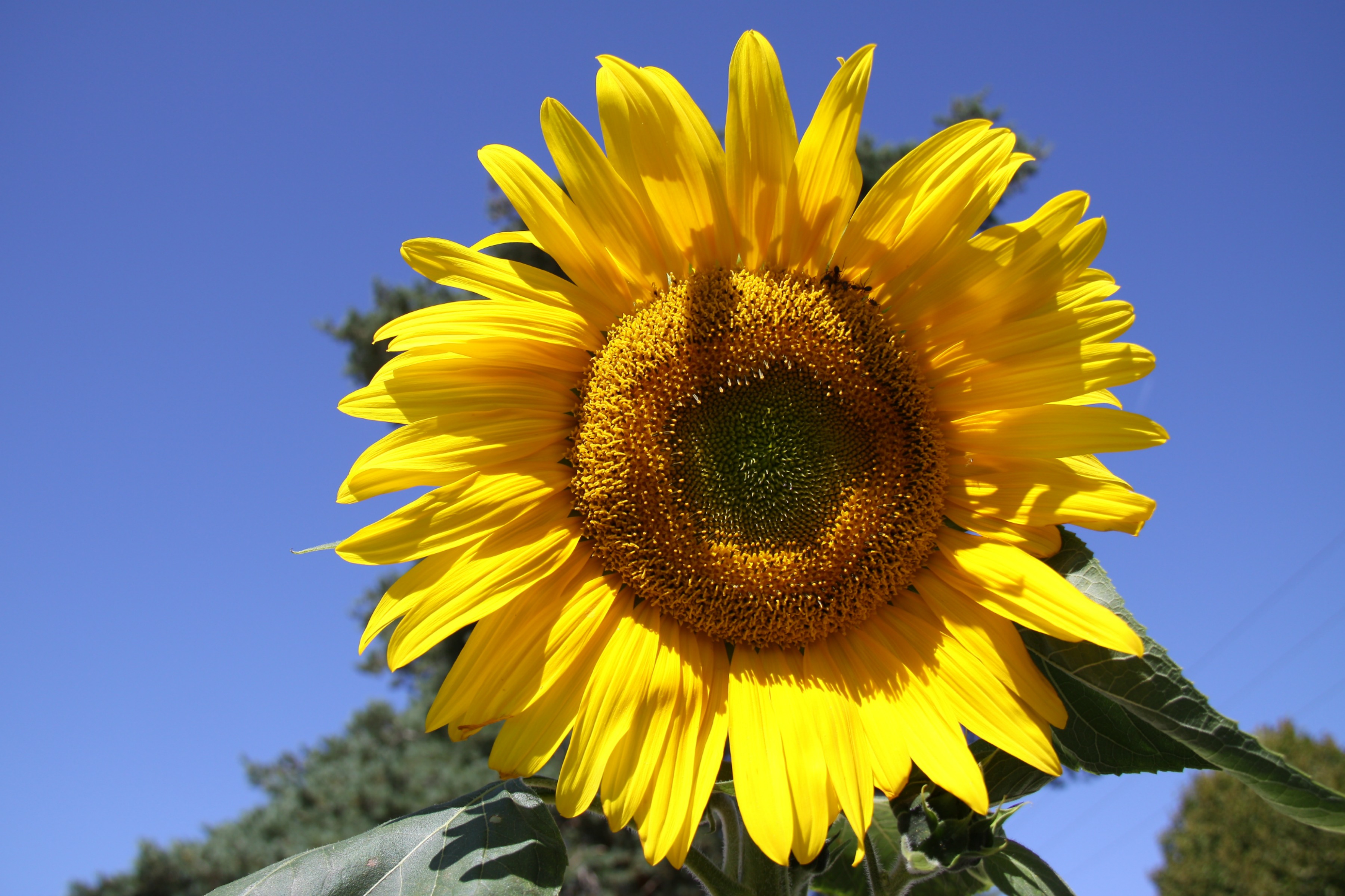 Wallpapers Nature Flowers Tournesol geant