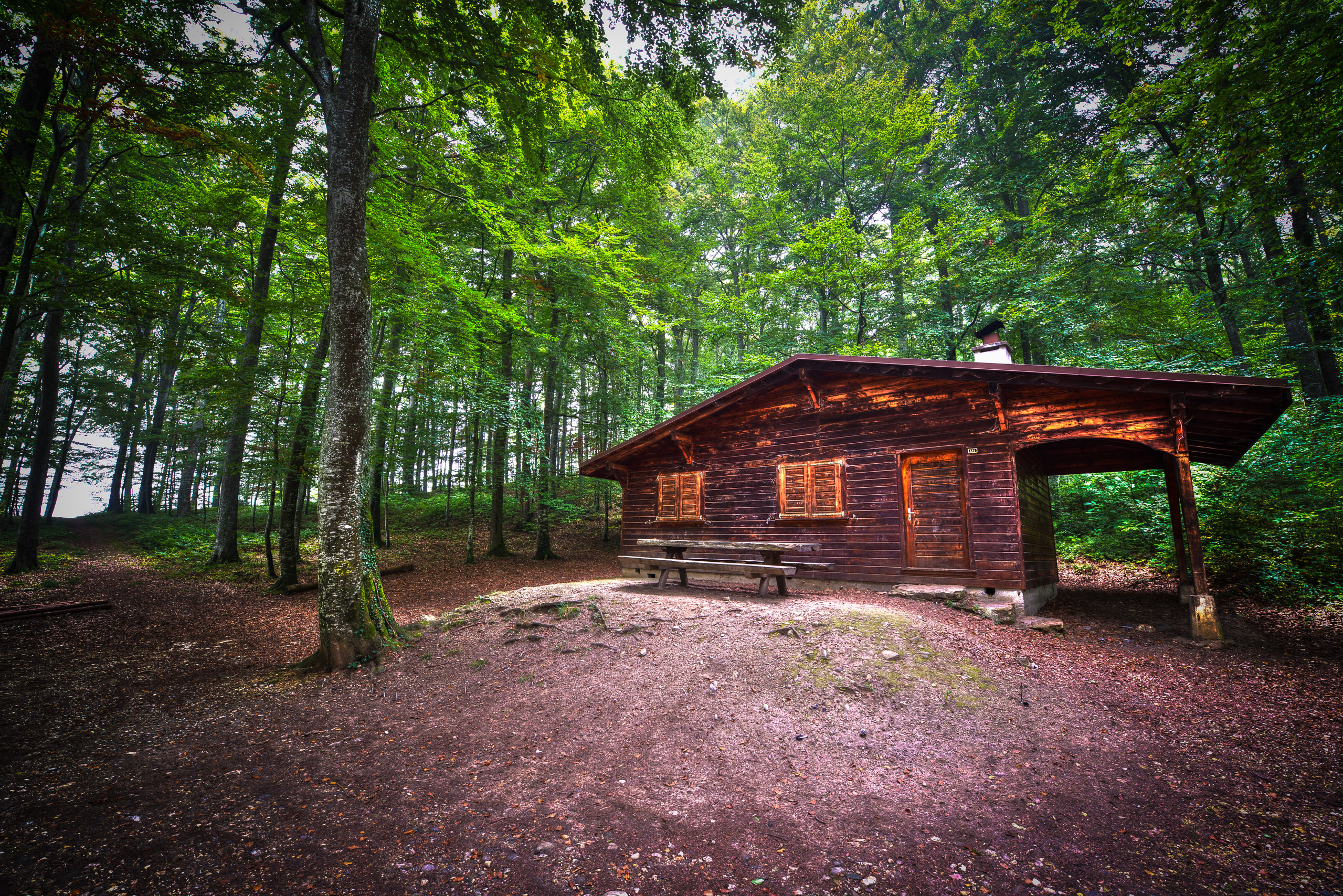 Fonds d'cran Nature Arbres - Forts In the foggy woods