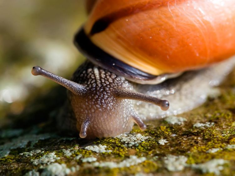 Wallpapers Animals Snails - Slugs coucou toi :B